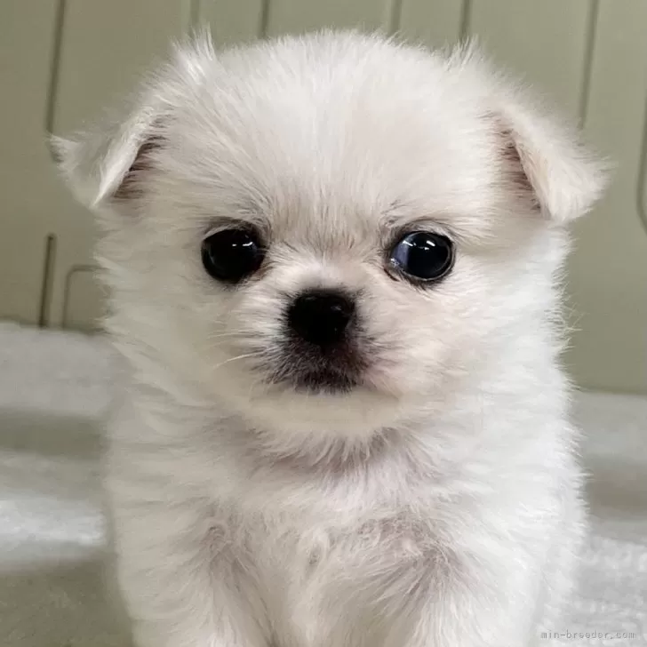 ID:2412-02331の子犬