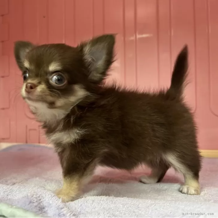 ID:2508-04266の子犬