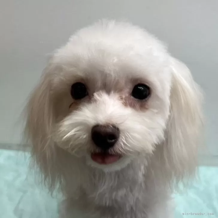 ID:2409-00911の子犬
