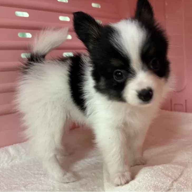 パピヨン【岐阜県・女の子・2025年6月27日・トライカラー】の写真1