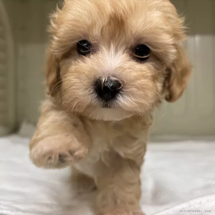 ID：2503-04412の子犬