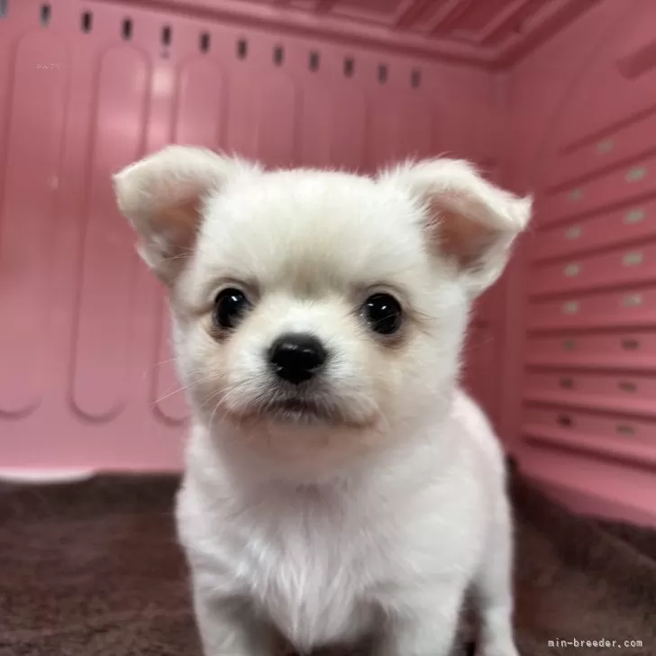 ID:2504-06600の子犬