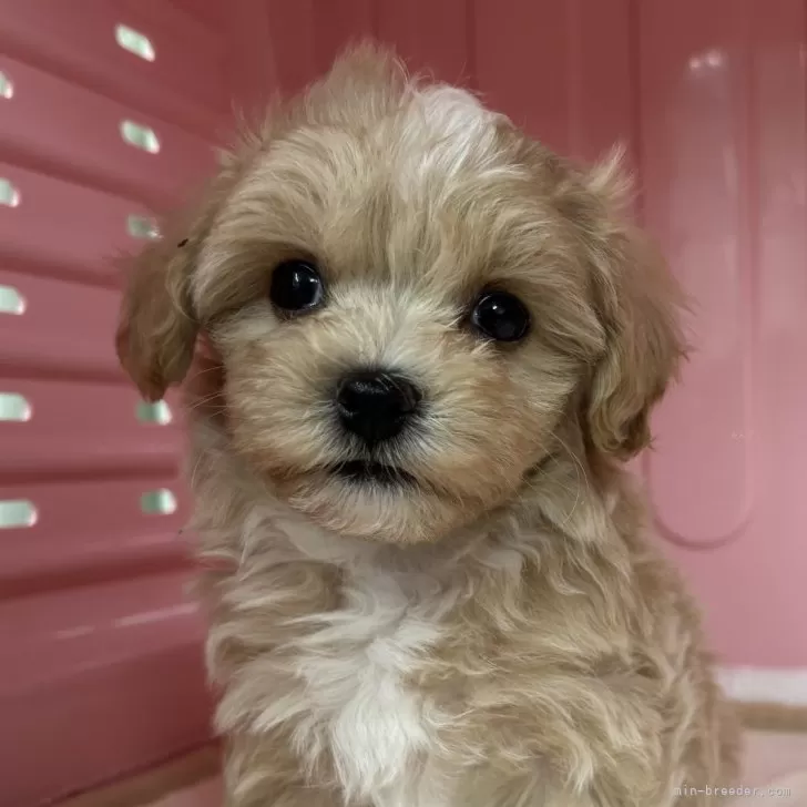 ID:2501-03550の子犬