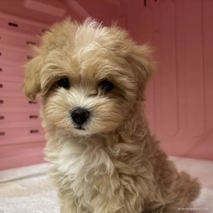 ココ 様のお迎えした子犬