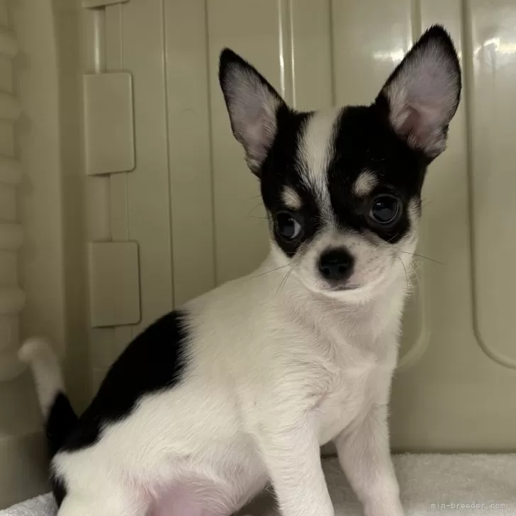 ID:2501-06931の子犬