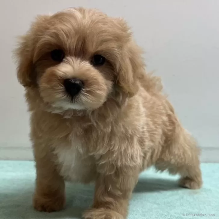 ID:2504-00084の子犬