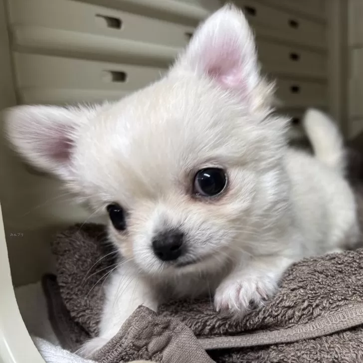 waka 様のお迎えした子犬