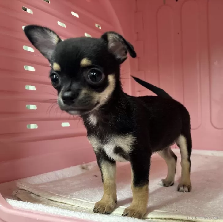 M.N 様のお迎えした子犬