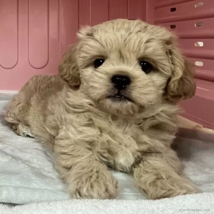 ID：2412-04209の子犬