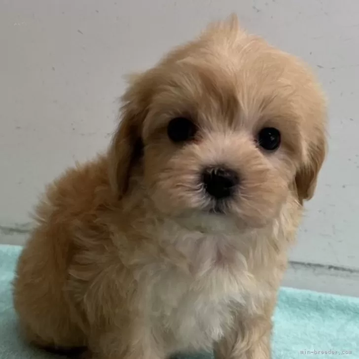 ID:2503-01939の子犬