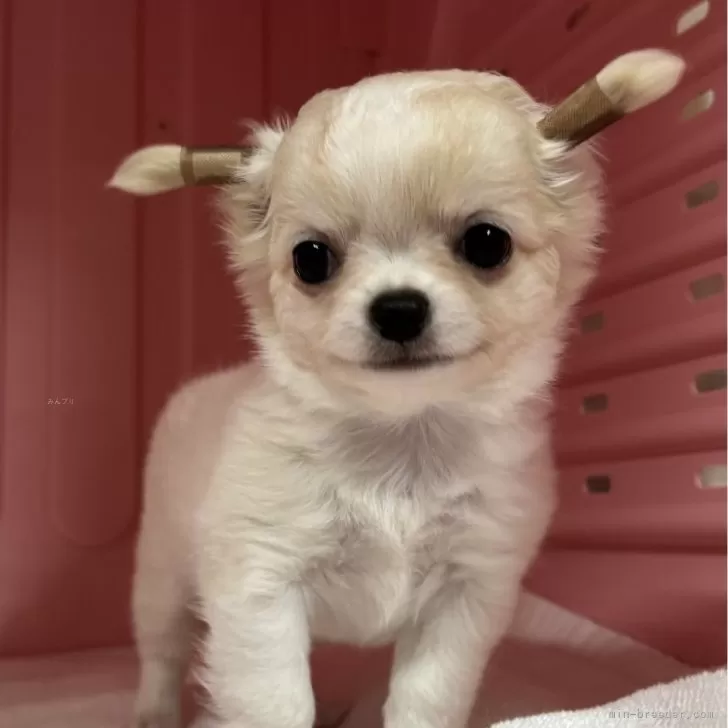 ID:2504-00153の子犬