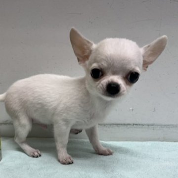 チワワ(スムース)【岐阜県・男の子・2025年7月23日・クリーム】の写真「大人しいけどとっても元気な男の子、全込みの価格」
