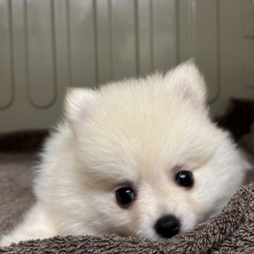 ポメラニアン【岐阜県・女の子・2025年8月15日・クリーム】の写真「とっても元気な女の子」