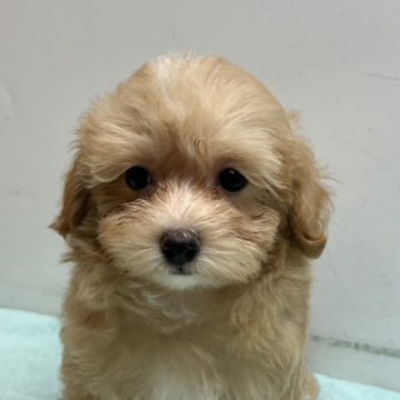 マルプー(マルチーズ×トイプードル)【岐阜県・女の子・2025年9月2日・アプリコット】の写真「とっても元気な女の子」