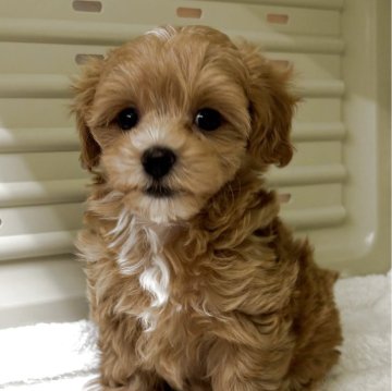 マルプー(マルチーズ×トイプードル)【岐阜県・女の子・2025年10月8日・アプリコット&ホワイト】の写真「とっても元気で可愛い女の子」