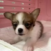 パピヨン