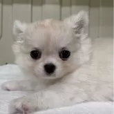 チワワ(ロング)