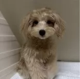 マルプー(マルチーズ×トイプードル)【岐阜県・男の子・2025年4月7日・クリーム】の写真1