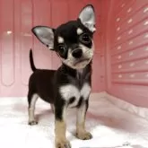 チワワ(スムース)