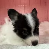 パピヨン【岐阜県・女の子・2025年6月27日・トライカラー】の写真2