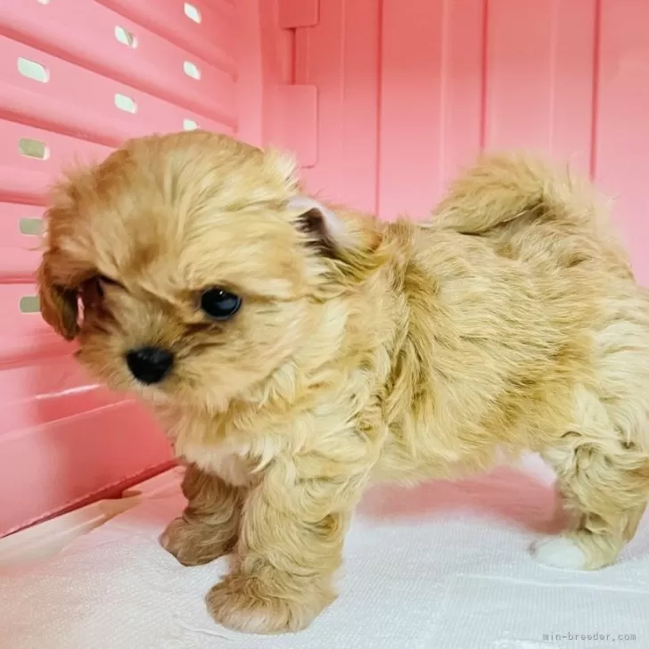 ID:2401-04358の子犬