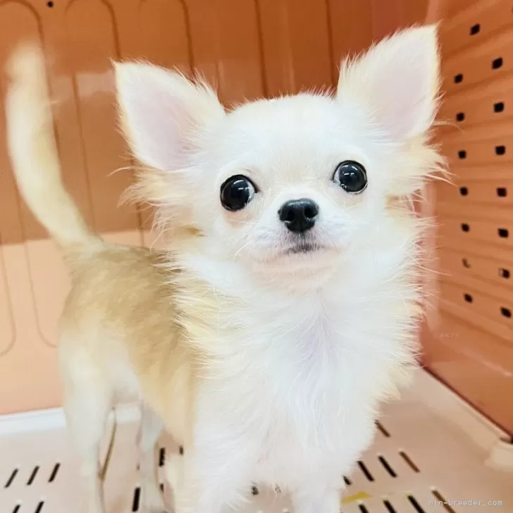 ID:2312-06891の子犬