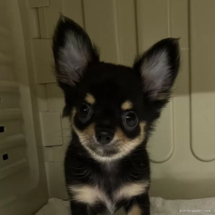 ID:2407-06374の子犬