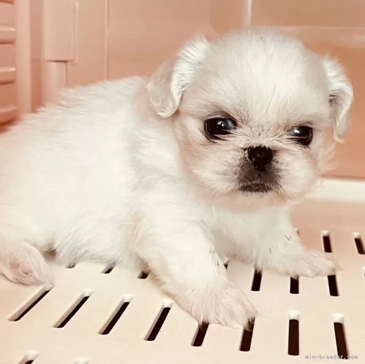 ID：2403-02901の子犬