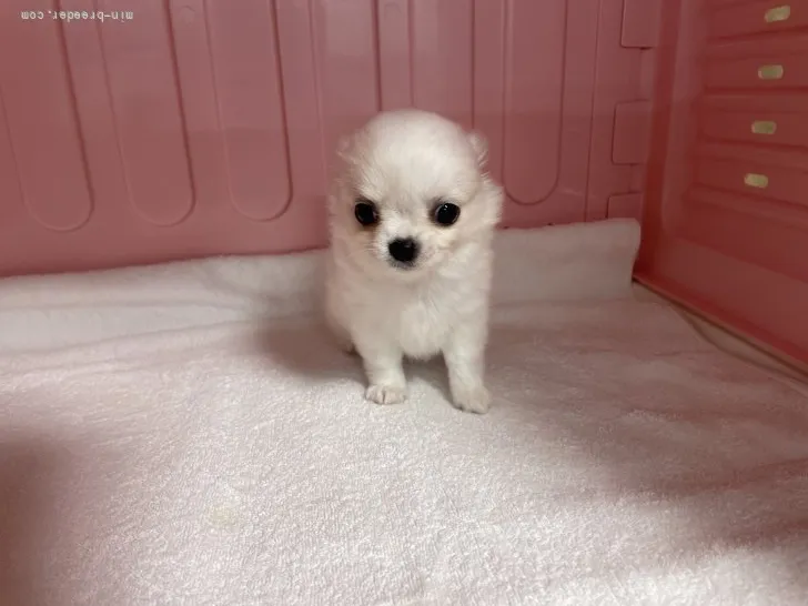 ID:2201-00943の子犬