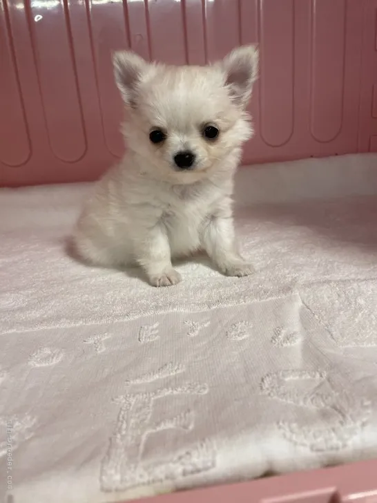 ID:2201-00941の子犬