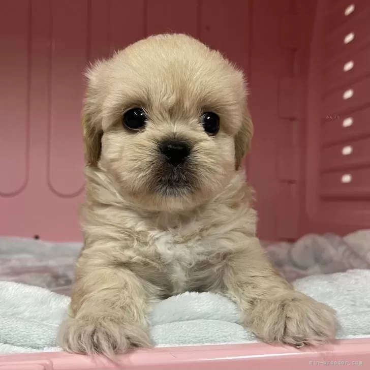 ID：2408-08573の子犬