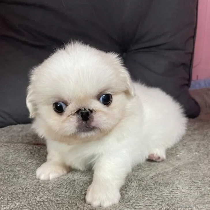 ID:2208-00540の子犬