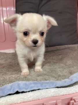 チワワ(ロング)【岐阜県・男の子・2022年7月3日・クリーム】の写真「クリーム色の毛がとてもかわいいです」