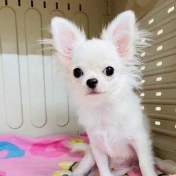 チワワ(ロング)【岐阜県・男の子・2023年4月27日・クリーム】の写真「無駄吠えしない大人しい子です」