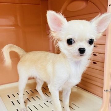 チワワ(ロング)【岐阜県・男の子・2023年5月30日・クリーム】の写真「大人しいです、無駄吠えしません。」