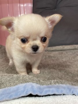 チワワ(ロング)【岐阜県・男の子・2022年7月3日・クリーム】の写真「うっすらとクリーム色の毛かとてもかわいいです」