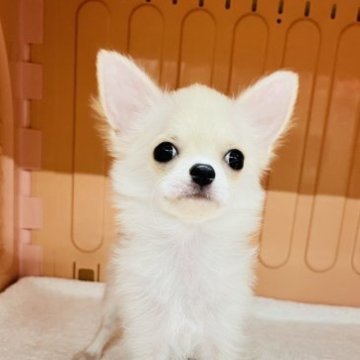 チワワ(ロング)【岐阜県・男の子・2023年6月1日・クリーム】の写真「ミミが大きくて、おめめクリクリ。」