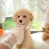 ティーカッププードル【山梨県・女の子・2025年2月1日・カフェオレ】の写真9