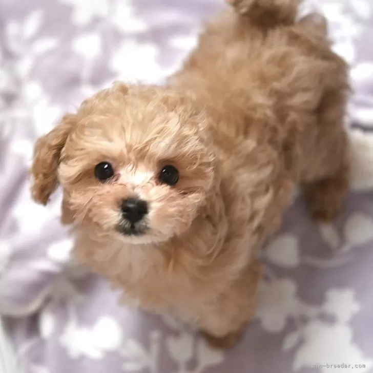 ID：2503-07919の子犬