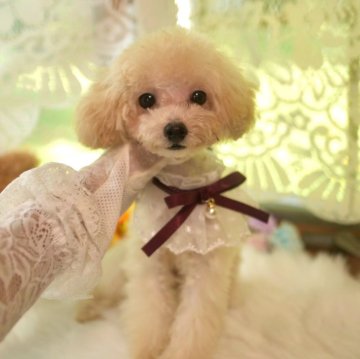 トイプードル(ティーカップ)【山梨県・女の子・2025年2月1日・カフェオレ】の写真「賢い美人ちゃん♡」