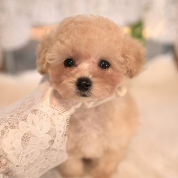 トイプードル(ティーカップ)【山梨県・男の子・2025年10月7日・アプリコット(クリーム寄り)】の写真「\デューくんが育った環境パパママに会ってほしい♡/」