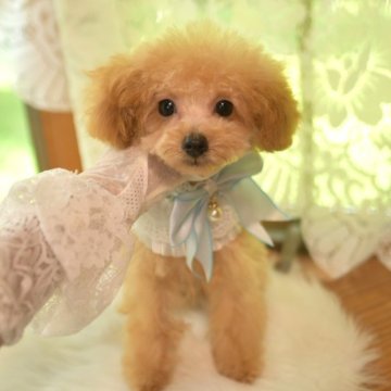 ティーカッププードル【山梨県・男の子・2025年2月5日・アプリコット】の写真「マイクロ～小さめティーカップ！超元気くん♪」