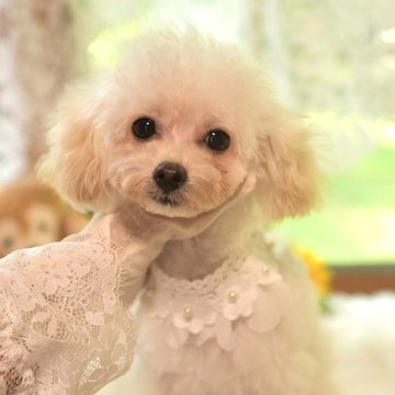 トイプードル(ティーカップ)【山梨県・女の子・2025年2月5日・クリーム】の写真「おめめの大きなほわほわウサギちゃんみたい♡」