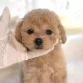 ティーカッププードル