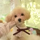 ティーカッププードル【山梨県・女の子・2025年2月1日・カフェオレ】の写真2