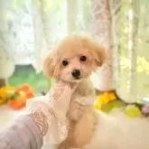 ティーカッププードル【山梨県・女の子・2025年2月1日・カフェオレ】の写真8