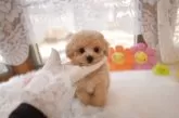 ティーカッププードル【山梨県・女の子・2025年2月1日・カフェオレ】の写真14