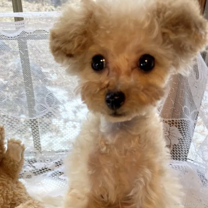 ID：2210-01473の子犬