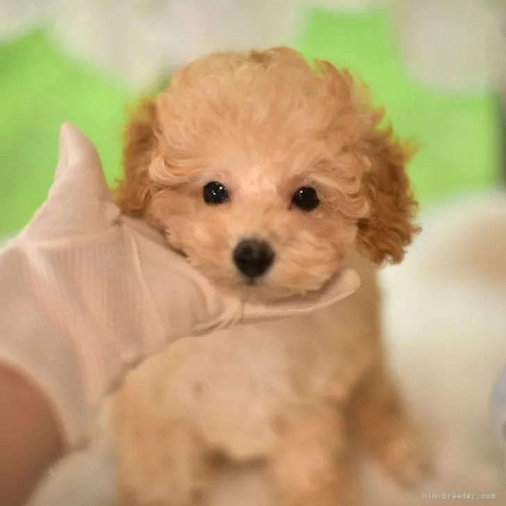 ID：2307-01089の子犬