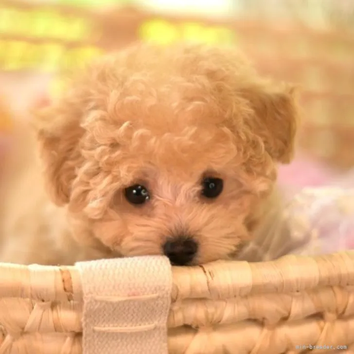 ID:2307-06759の子犬